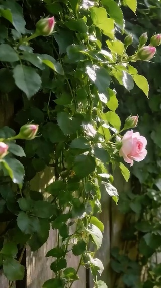 护眼花草树木