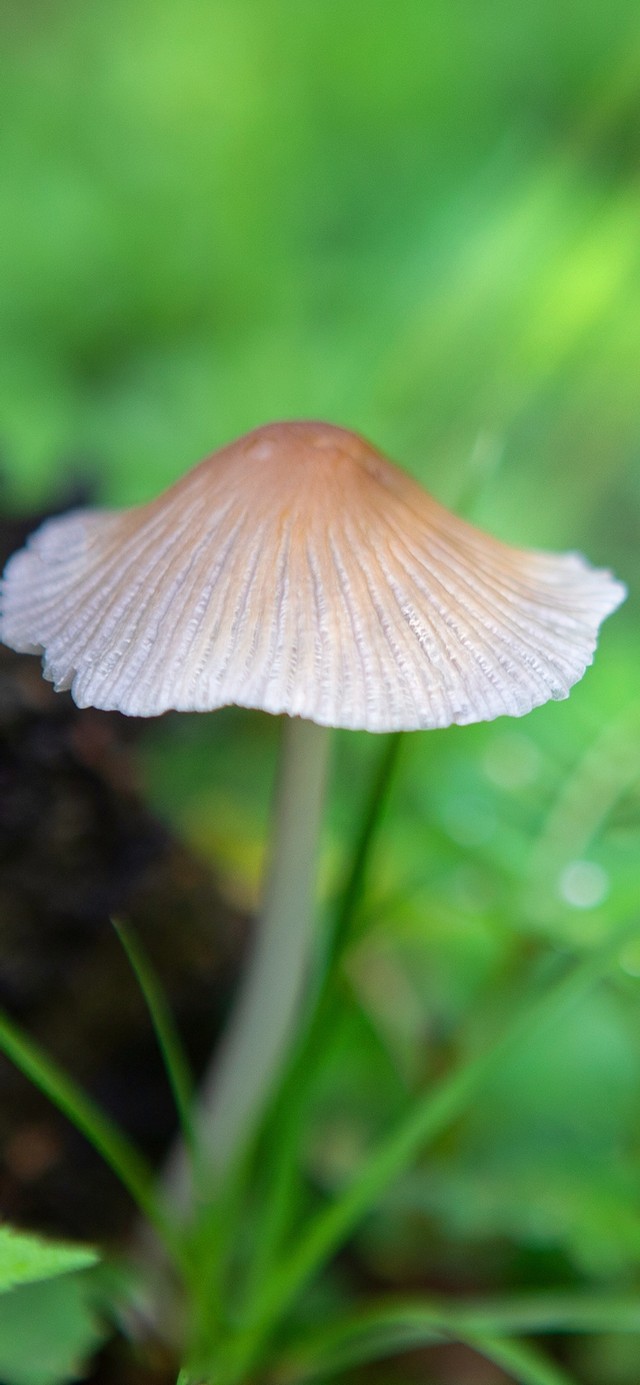森林蘑菇
