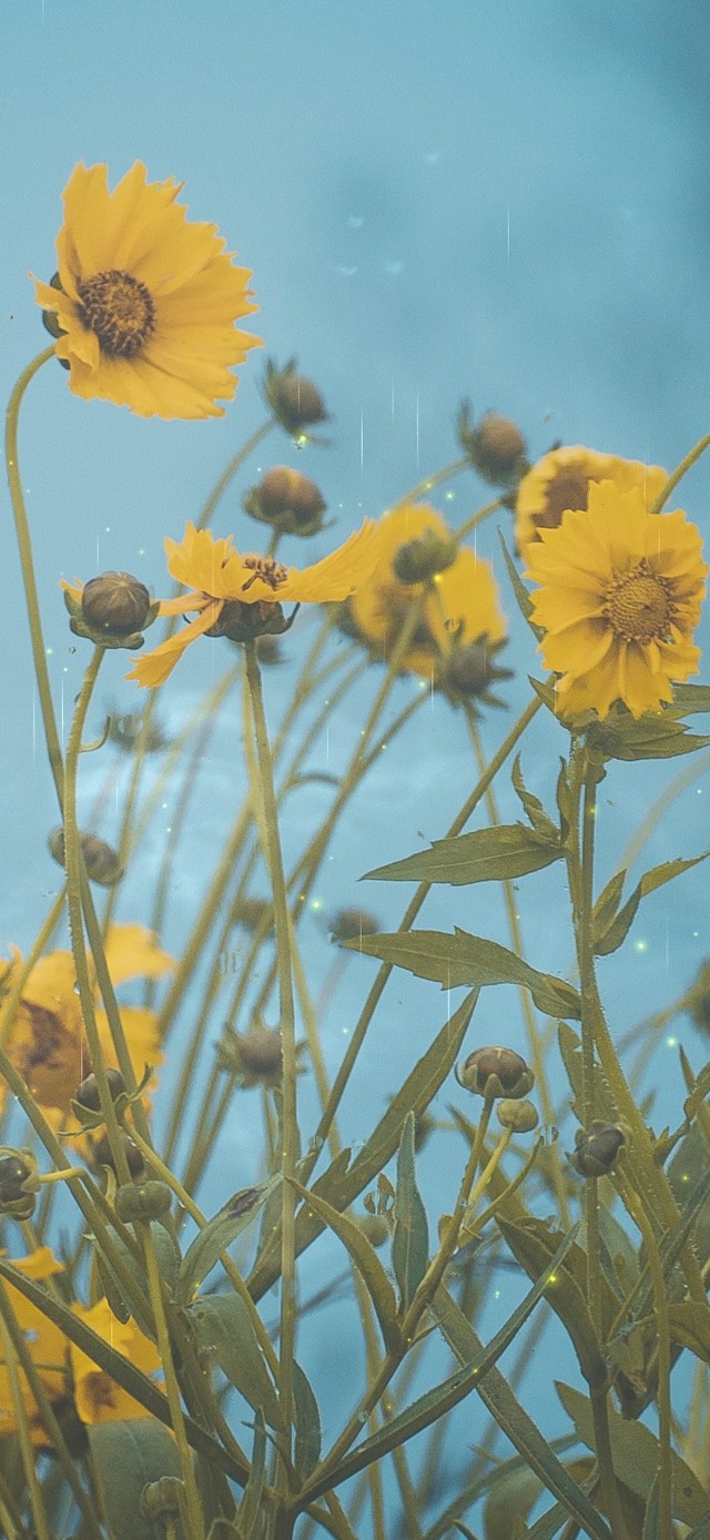 4k 治愈护眼雨中向日葵