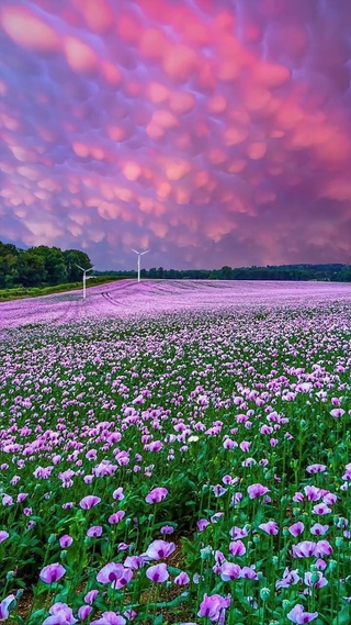花开的季节