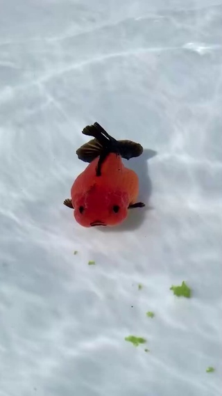 萌萌哒小金鱼