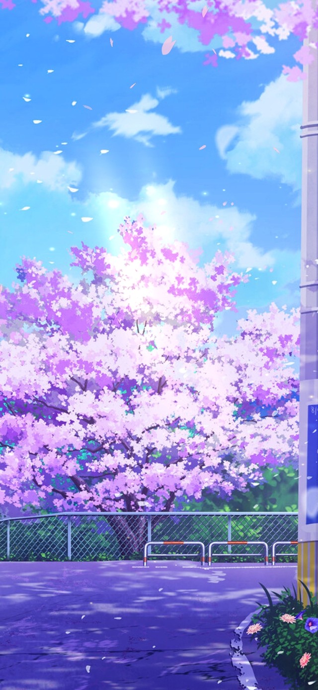 治愈唯美樱花街道