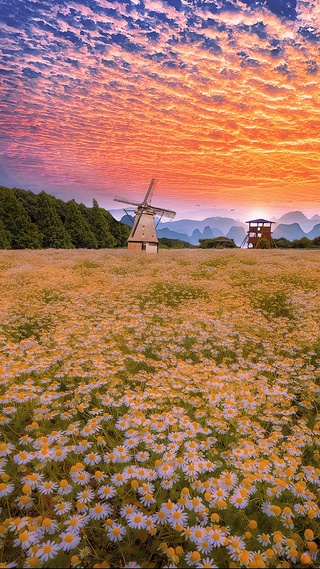 晚霞雏菊花海