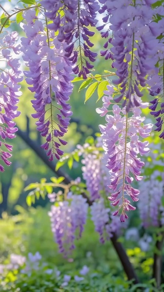 护眼浪漫紫藤花