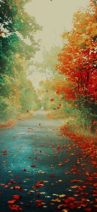 秋风落叶树林小路