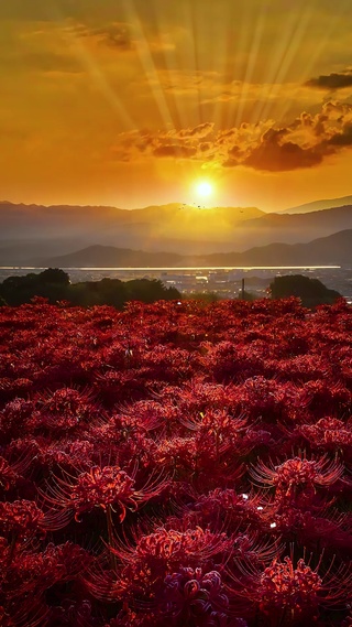 黄昏彼岸花