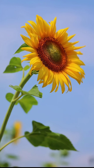 愿我们像向日葵一样，永远阳光明亮✨