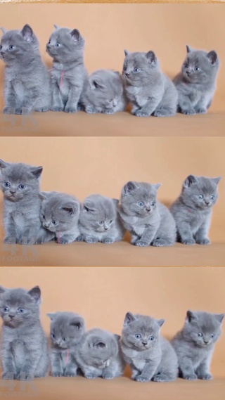 可爱小蓝猫排排坐