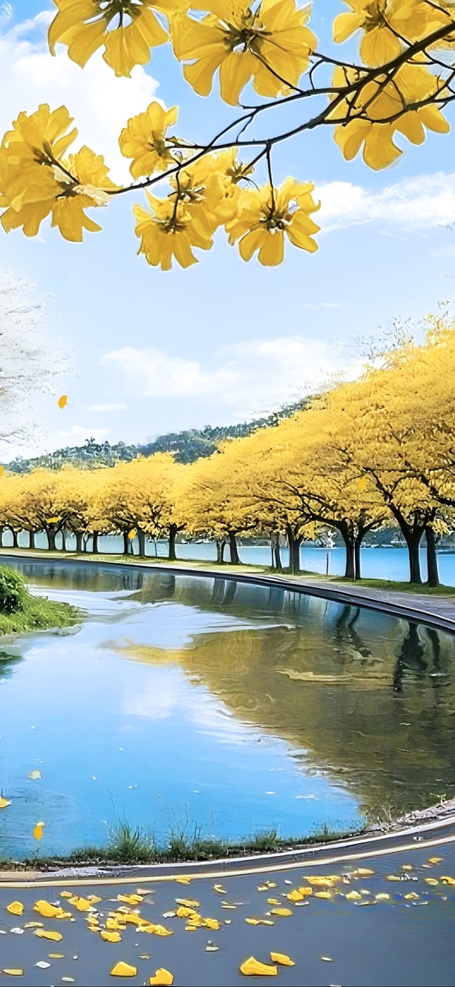 黄花风铃木环道