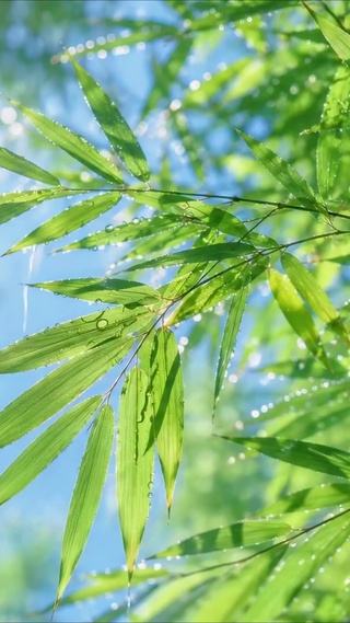 雨后青竹清新日光