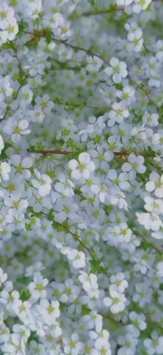 雪柳花