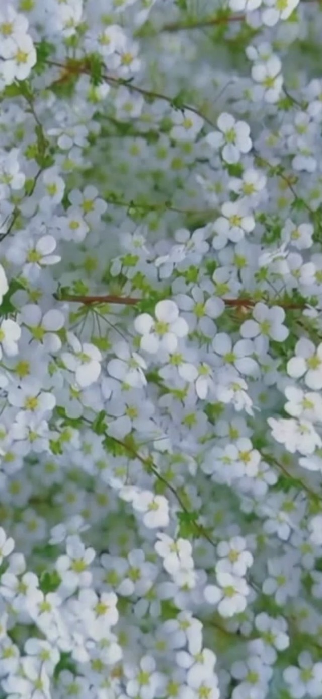 雪柳花