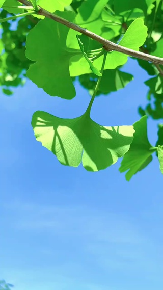 夏日