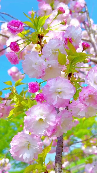 染一身花香，从此心里每个角落都开满花。