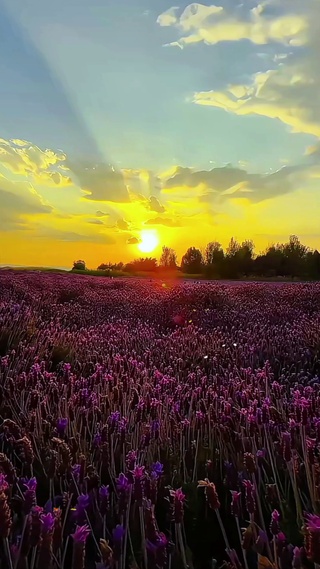 丁达尔花海