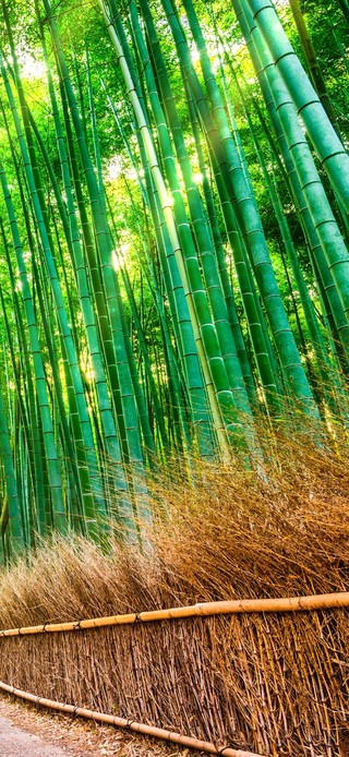 4k护眼竹林