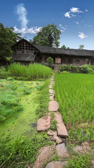 绿色田野