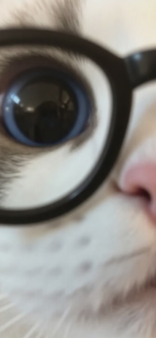 大脸猫の精神状态：演我上班