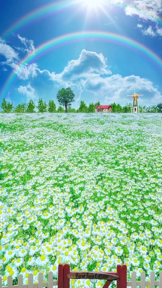 彩虹小雏菊