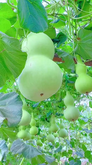 葫芦谐音福禄，愿你福禄双全