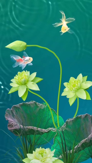 莲花