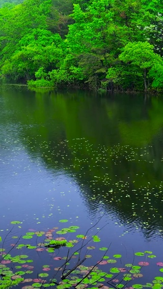 清新自然 风景手机动态壁纸 风景手机壁纸下载 元气壁纸