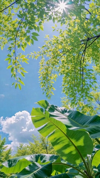 夏日晴空绿意林间