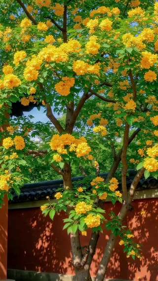 黄花开满中式红墙庭院