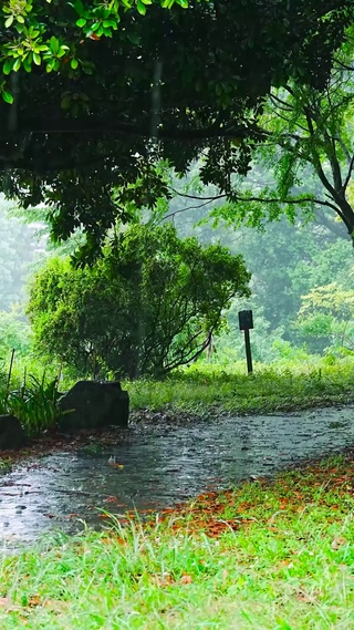 夏日清凉雨天树林小路