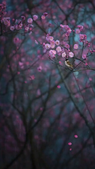 南城小陌又逢春，只见梅花不见人