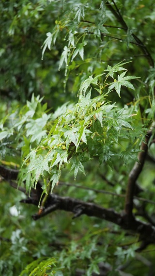 下雨后的树叶放松心情l