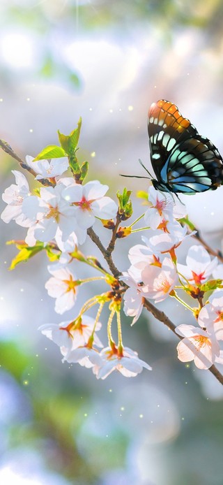 治愈系樱花