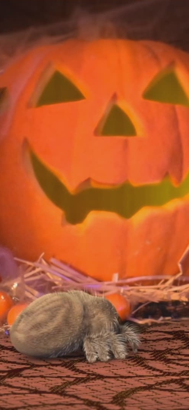 小蜘蛛卢卡斯万圣节