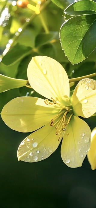 光隙花语