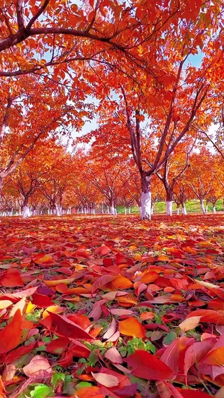 落叶地毯美到窒息！