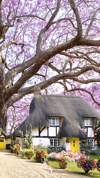 蓝花楹树下的小院