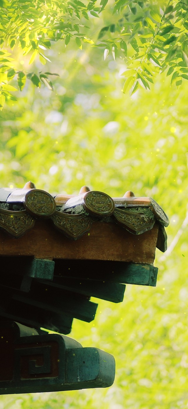 4K唯美绿叶屋檐