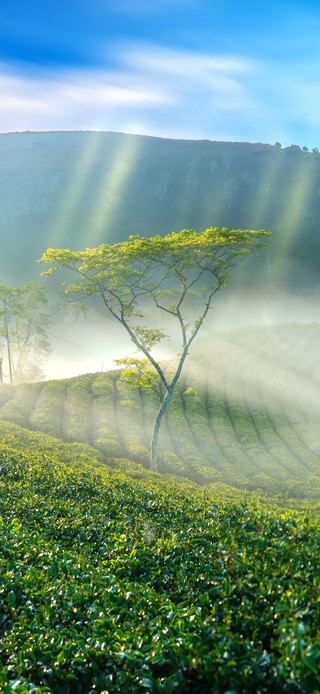 云雾茶园