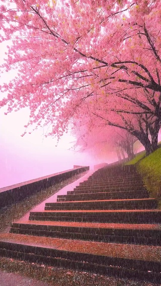 花开的季节