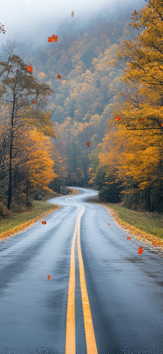 唯美落叶公路