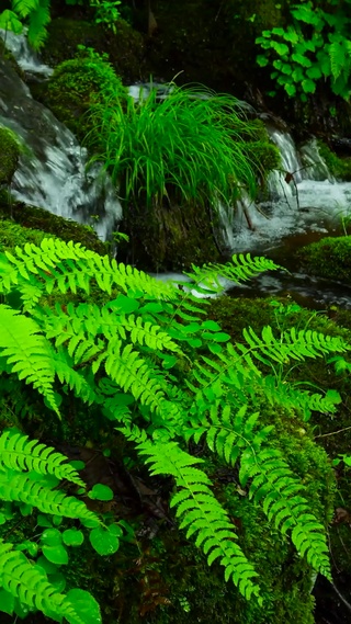 青青绿草小溪