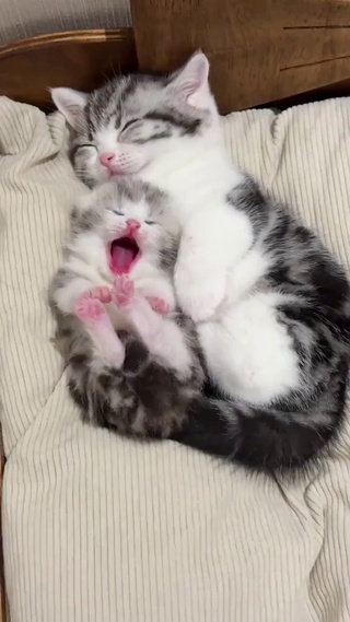 萌萌可爱