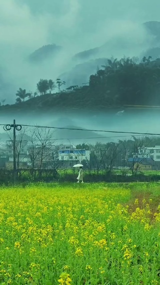 烟雨油菜花田