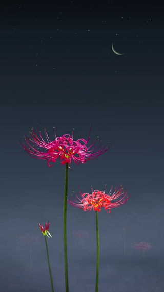 彼岸花开 花开彼岸