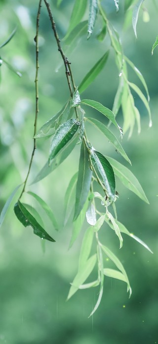 4k雨天柳叶