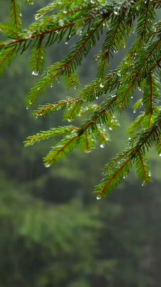 淅沥沥的雨