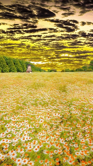 晚霞雏菊花海
