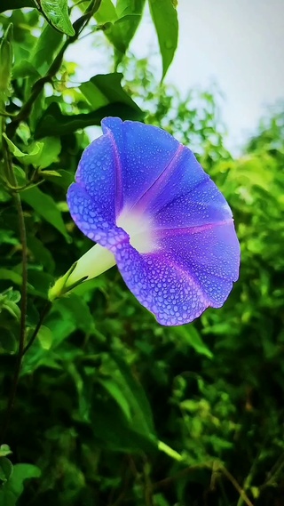 喇叭花