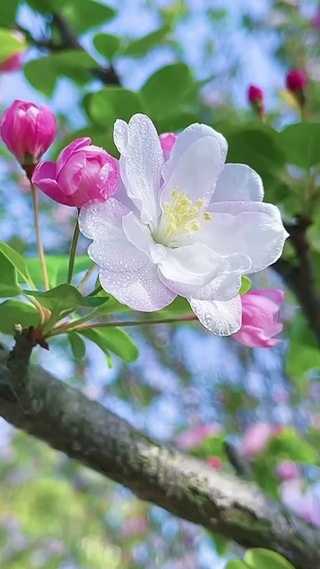 小小白花