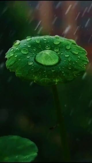 护眼壁纸系列之雨滴荷叶